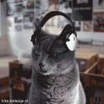 The Record Store Cats