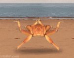 The only gay crab on this beach (animated)