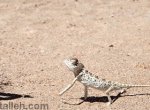 Hungry Chameleon (animated)