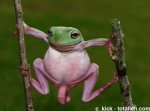 Frog! (animated)