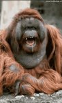 Drooling Ape (animated)