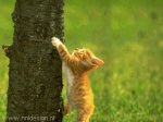 Tree Kitten (animated)