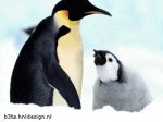 Pecking Penguin (animated)