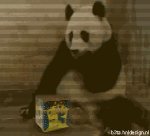 Scary Panda (animated)
