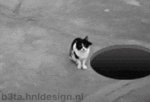 Man Hole Cat (animated)