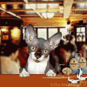 Pub Kitty (animated)