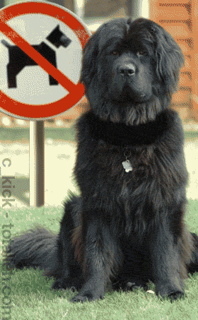 Traffic Sign: no headless dogs allowed (animated)