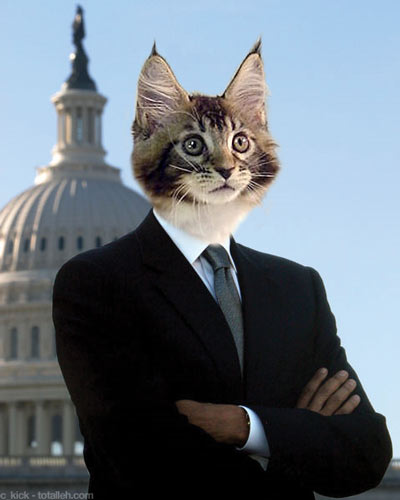 Kitten Obama